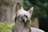 CHIEN NU CHINOIS 273